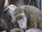 Schafe nach Desinfektionsbad
